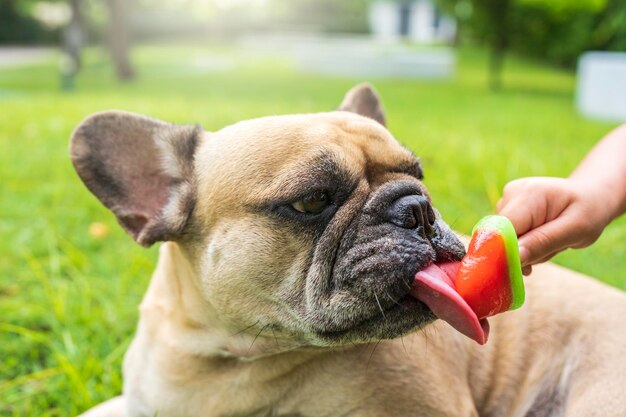 庭に横たわっている可愛い犬がアイスクリームを舐めている