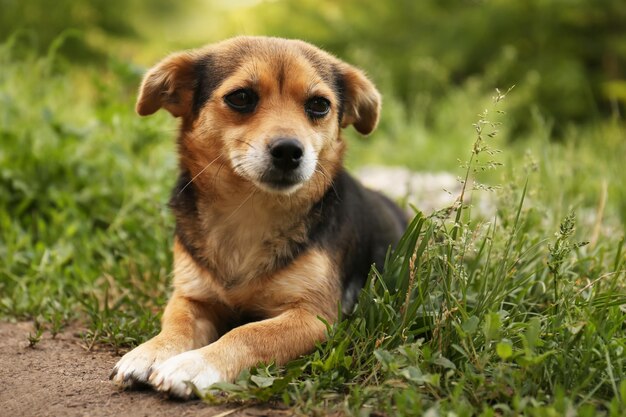 Cute dog lying on green grass outdoors