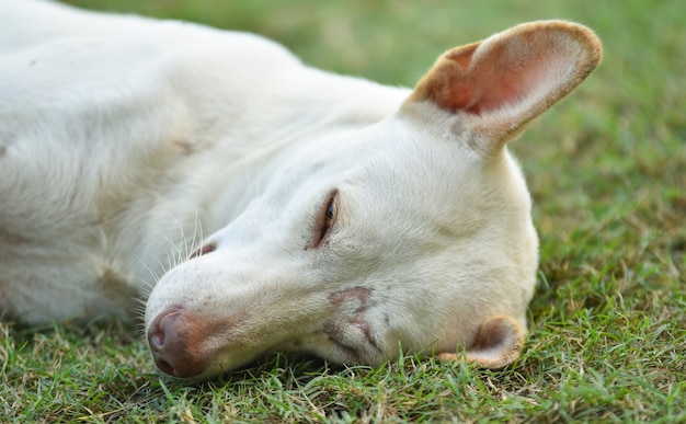 芝生の上に横たわっているかわいい犬