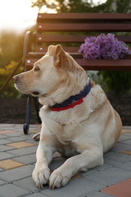 公園のライラックとベンチの近くのかわいい犬