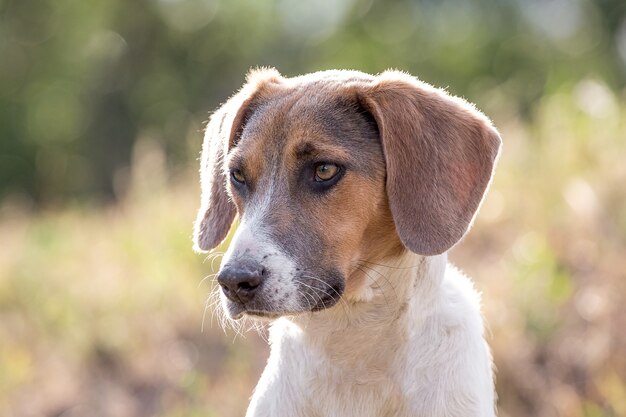 屋外でかわいい犬