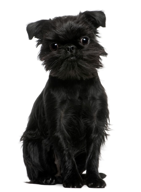 Cute dog portrait isolated. Griffon Belge or Griffon Bruxellois