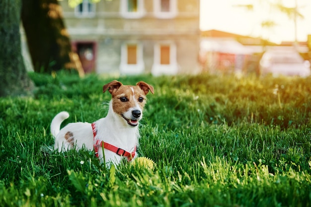 Cute dog portrait on summer meadow with green grass