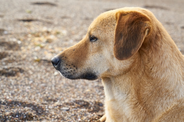 かわいい犬の肖像画