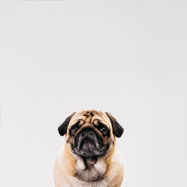 Cute dog posing in front of camera