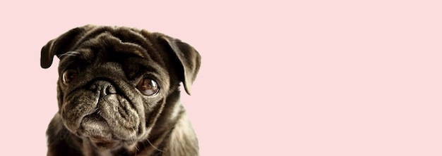 Photo cute dog puppy black pug breed on light pink sweet color  close up view. purebred pug dog concept. selective soft focus. text copy space