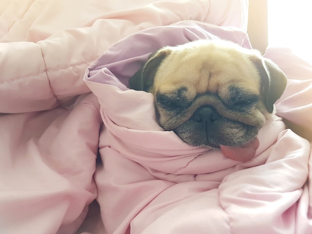 Cute dog puppy pug sleep rest on sofa bed with tongue out and wrapped blanket 