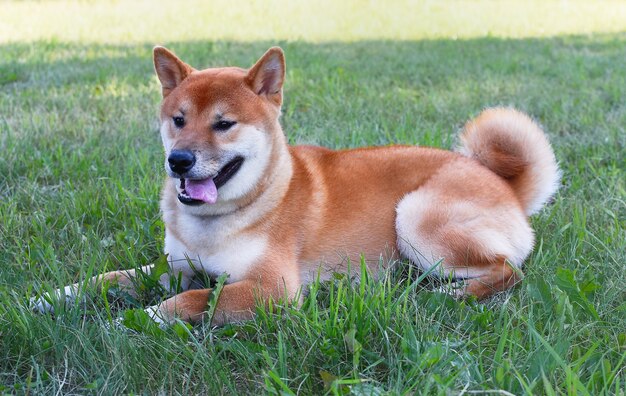 かわいい犬が休む柴犬が草の上に横たわっている