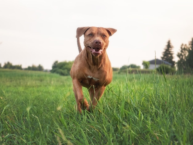 Cute dog run through the meadow in green grass