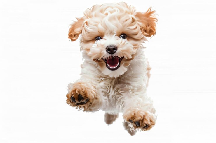 白い背景で走ってジャンプする可愛い犬