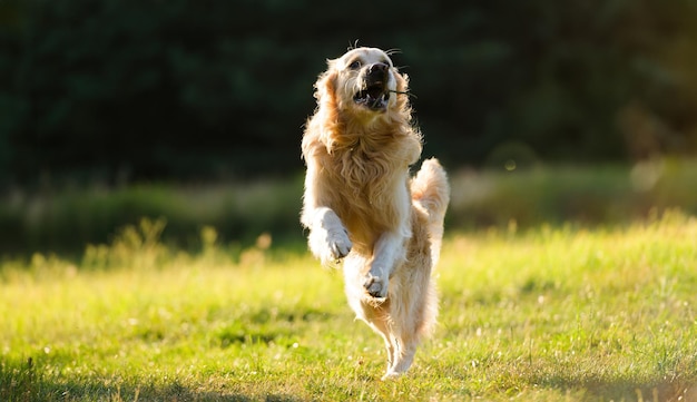 屋外の芝生の上を走るかわいい犬