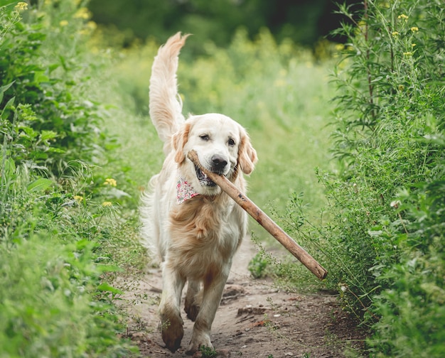 Cane carino in esecuzione con il bastone