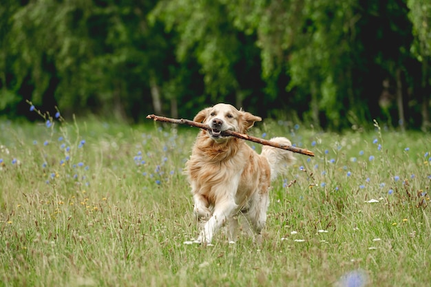 Cute dog running with stick