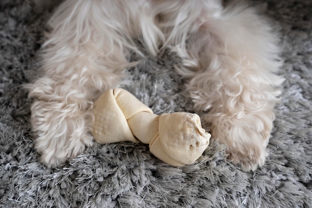 Foto le gambe e il giocattolo del cane carino