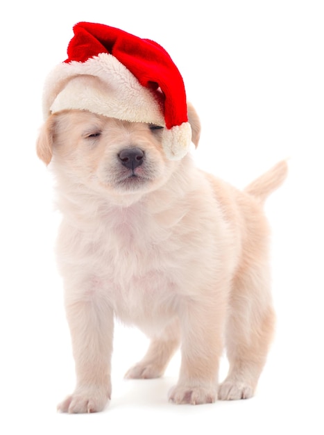 Cute dog in Santa Claus hat