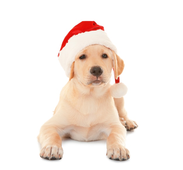 Cute dog in Santa Claus hat