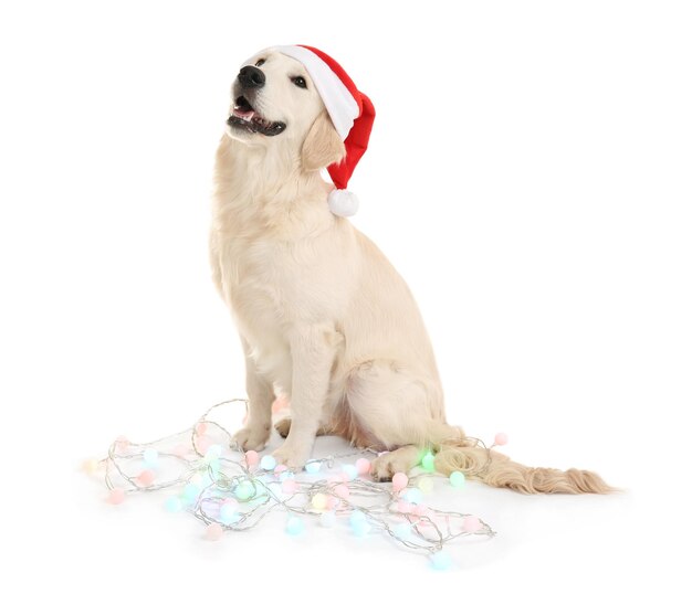 Cute dog in Santa hat sitting with Christmas lights on white background