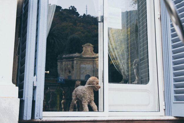 写真 窓から見える可愛い犬