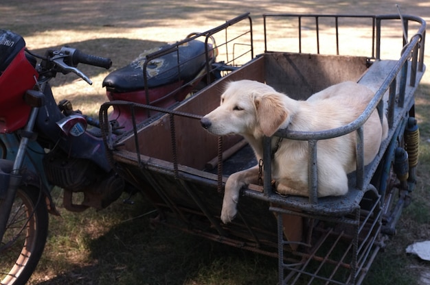 Foto cane carino su una moto sidecar.