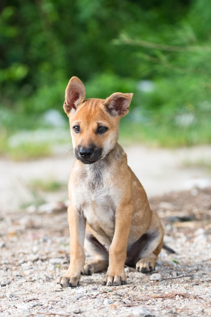 Cute dog sits and look 