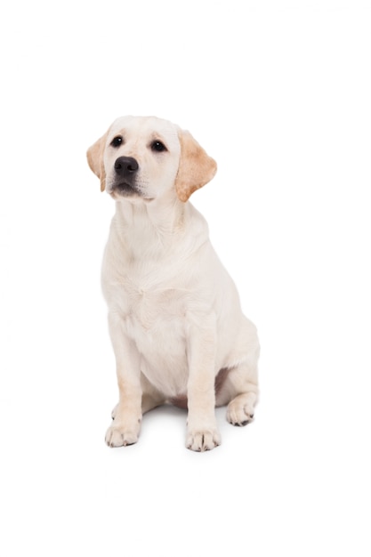 Cute dog sitting alone and looking up