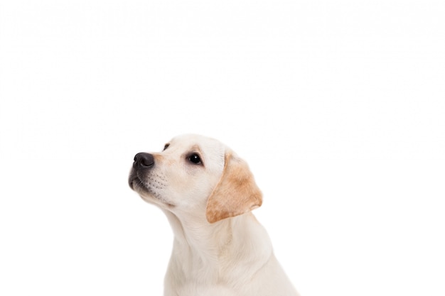 Cute dog sitting alone and looking up