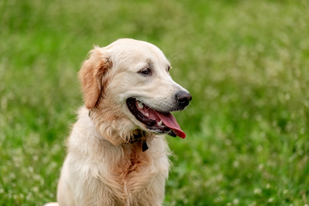 Cute dog sitting on blooming field