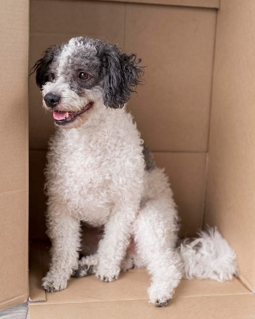 Foto simpatico cane seduto in una scatola di cartone