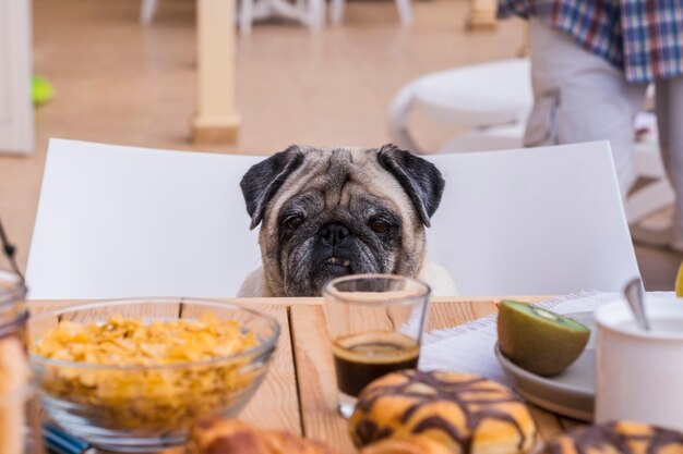 椅子に座って、テーブルの上に頭を置いてカメラと食べ物を見ているかわいい犬-家と背景の人-黒い金髪の犬が聞こえます