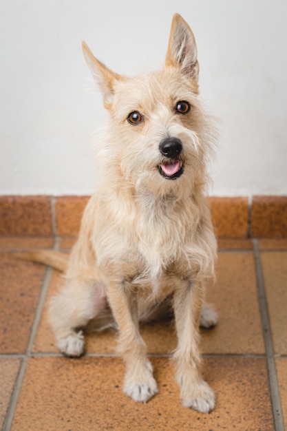 Cute dog sitting down. Hairy white and brown dog. 