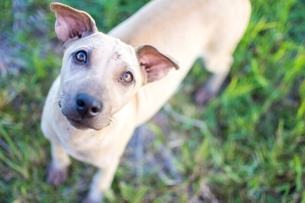 cute dog sitting on grass filed at sunny day