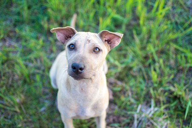 cute dog sitting on grass filed at sunny day