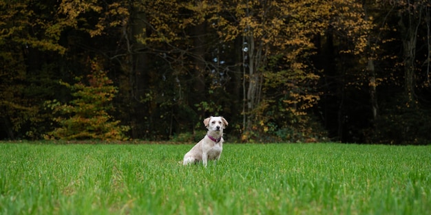 写真 草の中に座っているかわいい犬