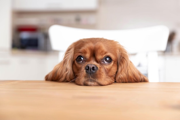 Foto simpatico cane seduto dietro il tavolo della cucina