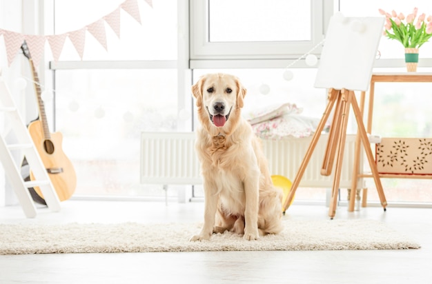 Cute dog sitting in light room