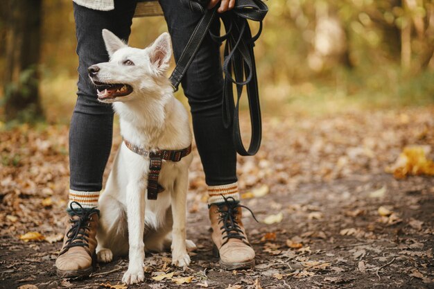 Cute dog sitting at owner legs in autumn woods traveling with pet loyal companion