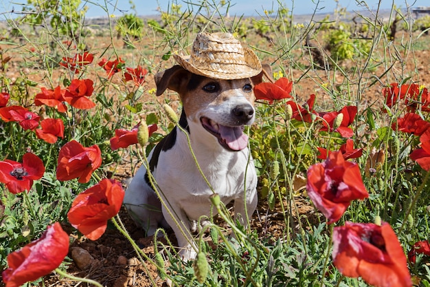 Cane carino seduto in fiori di papavero con cappello estivo