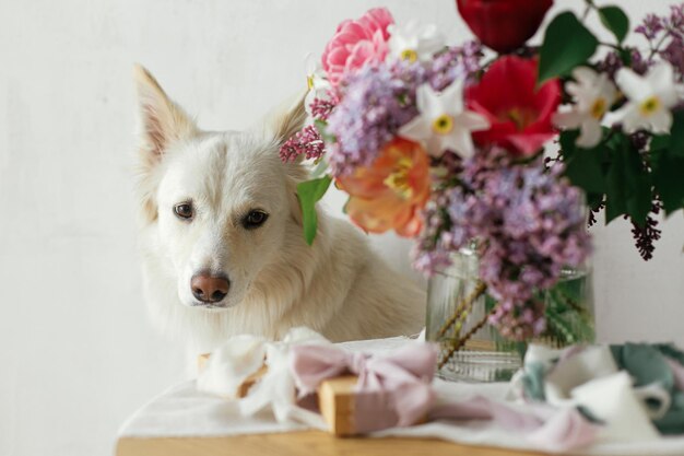 Cute dog sitting at stylish gift box and bouquet on wooden table in modern rustic room Pet love and holidays greetings Happy Mothers day Happy Women's day Adorable white danish spitz doggy