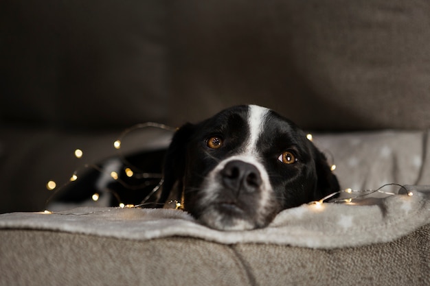 Foto cane sveglio che si siede con le luci di natale