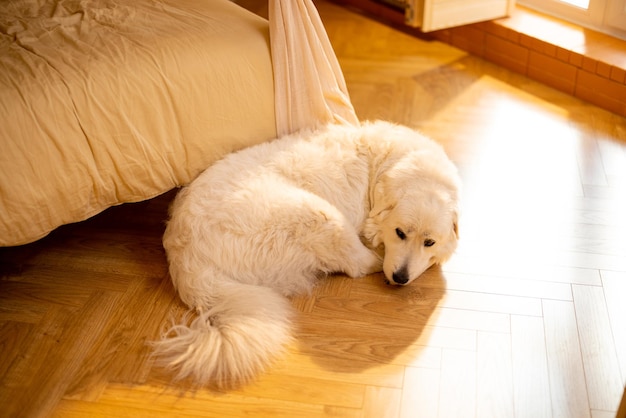 Cute dog sleep in a ball near bed at home