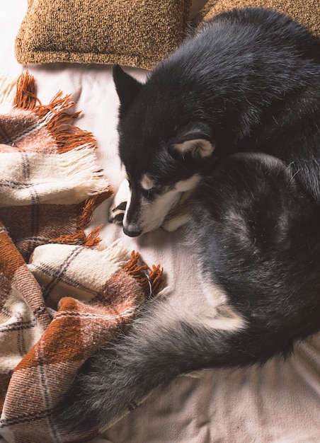 Cute dog sleeping on a bed under a plaid