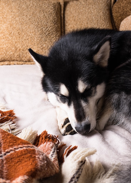 格子縞の下のベッドで寝ているかわいい犬