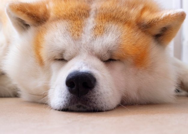 Cute dog sleeping on the floor