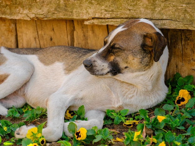 公園で寝ているかわいい犬