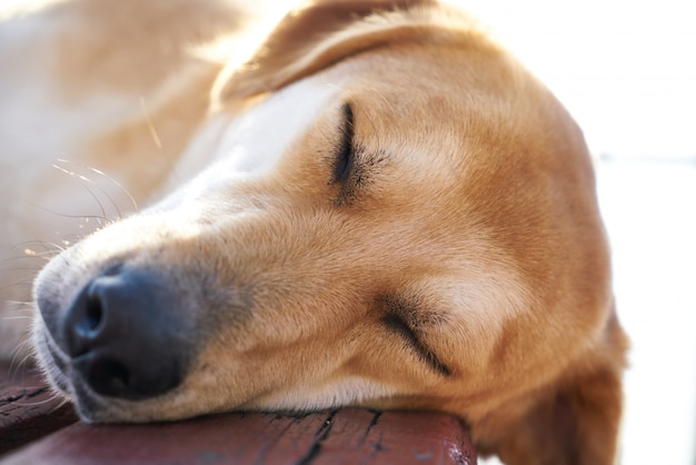 かわいい犬が寝ている