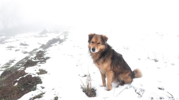 雪の上のかわいい犬