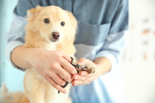 Photo cute dog spitz at groomer salon