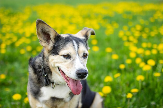 Cute dog in spring in yellow flowers in a dandelion field