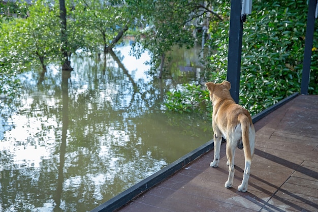 Cute dog standing near river.