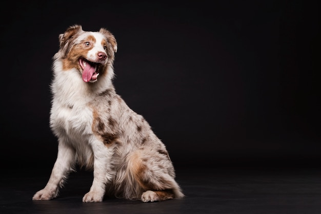 Foto cane sveglio che sta con lo spazio della copia